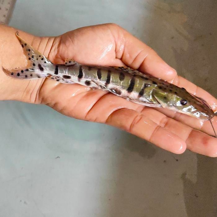 TSN Catfish Tankmate Predator size 18-20cm - -+25cm