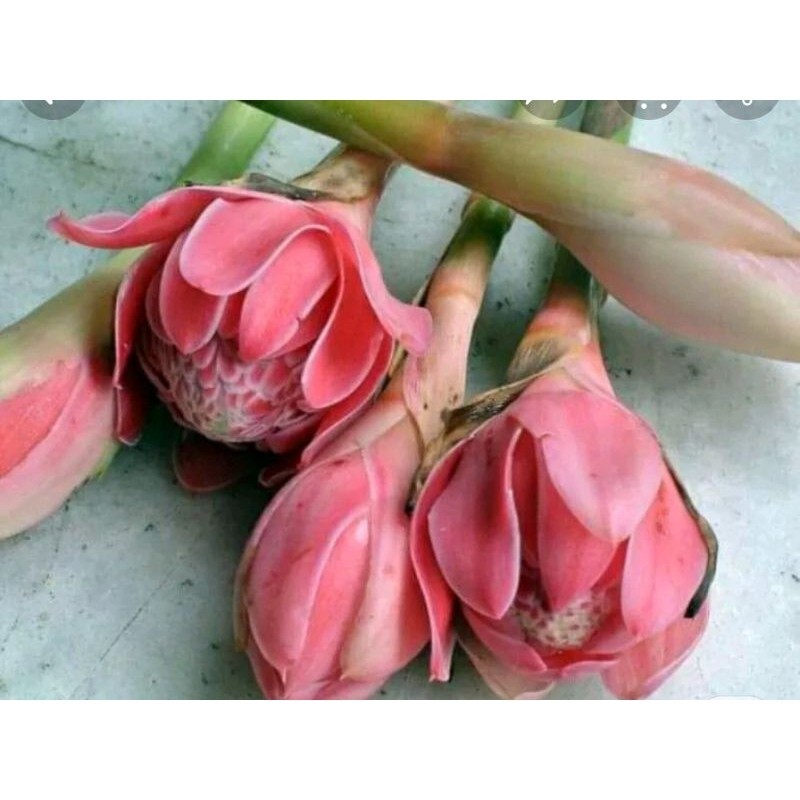 

Bunga Kecombrang/Romeh