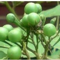 

BUAH POKAK ISI 100 GRAM