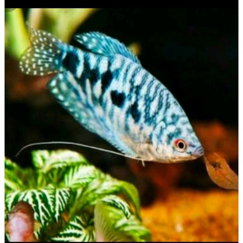 paket hemat ikan hias sepat rosbi isi 20 ekor..