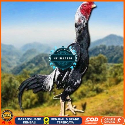 

telur tetas ayam shamo berkualitas unggul CV LIGHT PRO