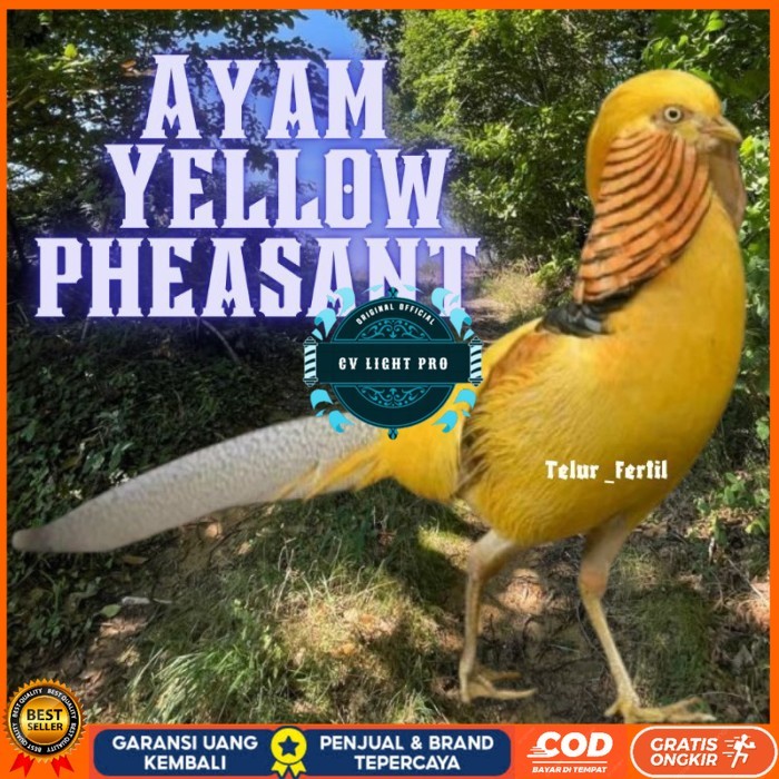 

telur ayam hias yellow pheasent untuk di tetaskan original berkualitas CV LIGHT PRO
