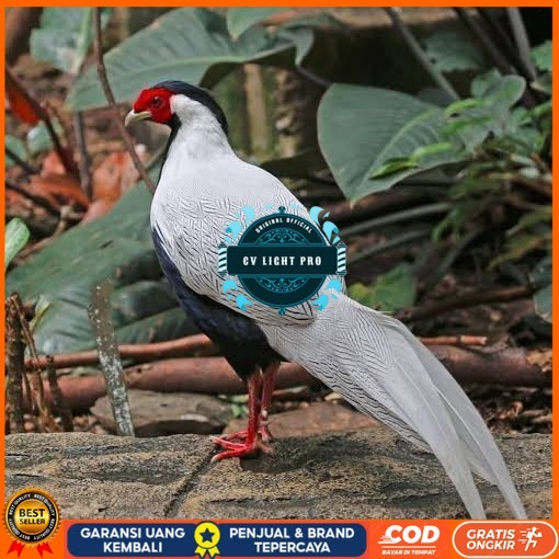 

Telur ayam hias ringneck silver pheasant fertil untuk ditetaskan CV LIGHT PRO