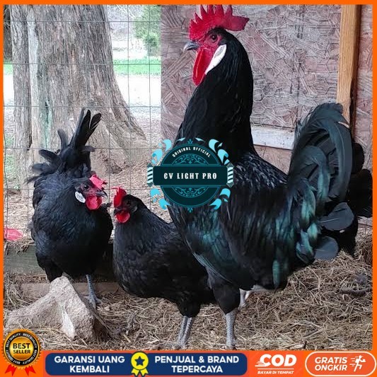 

Telur ayam white face spanish / telur ayam hias fertil siap kirim CV LIGHT PRO