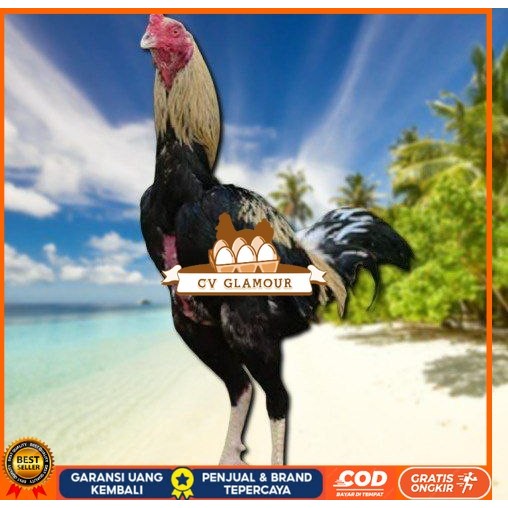 

Ayam Bangkok CLASIK ori Blurang Telur fertil (TERLARIS) CV GLAMOUR