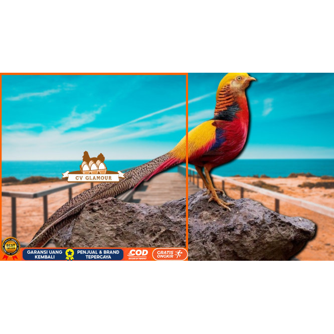 

telur ayam hias goldenpheasant bisa untuk di tetaskan CV GLAMOUR