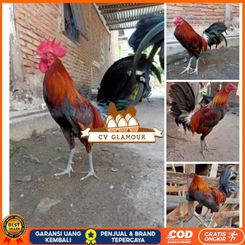 

Telur Ayam Fhilipin Hanya Untuk Ditetaskan CV GLAMOUR