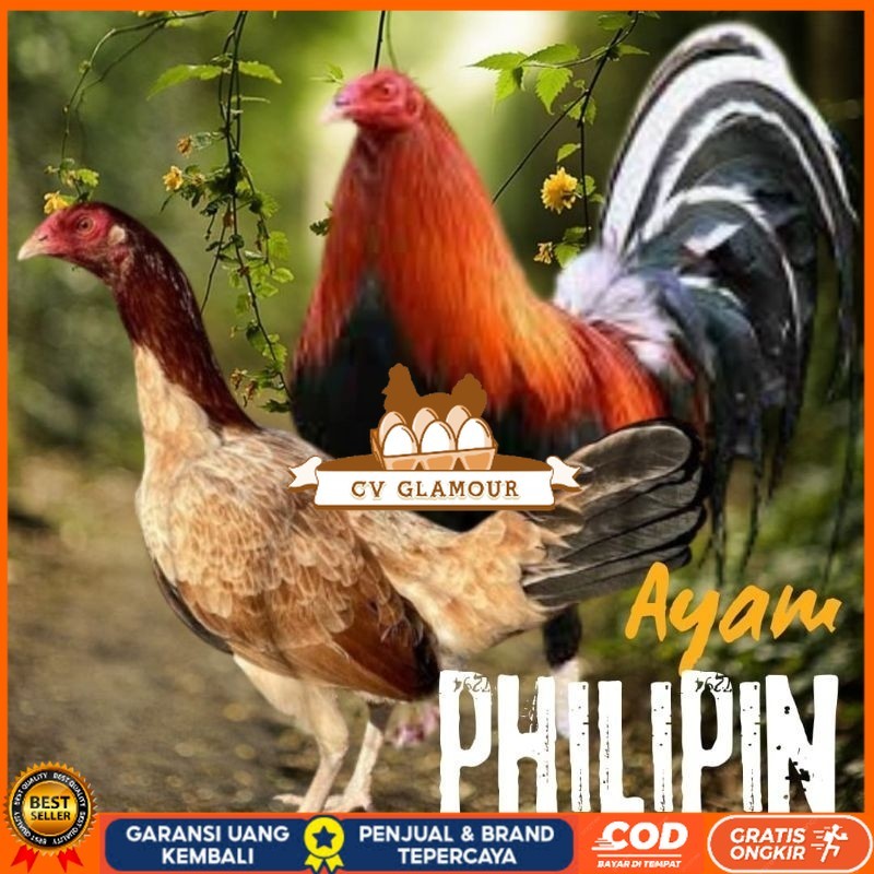 

telur ayam philipin import AK47 bisa untuk di tetaskan CV GLAMOUR