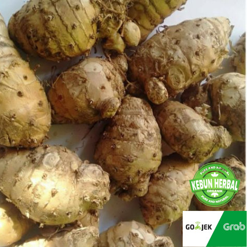

Empu kunyit putih 1kg Biang kunyit putih