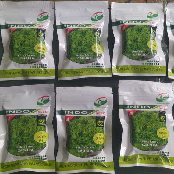 JAMIN MURAH Benih Selada Batavia Caipira Kemasan 500 Pils Asli Original Pabrik / Benih Selada Caipir
