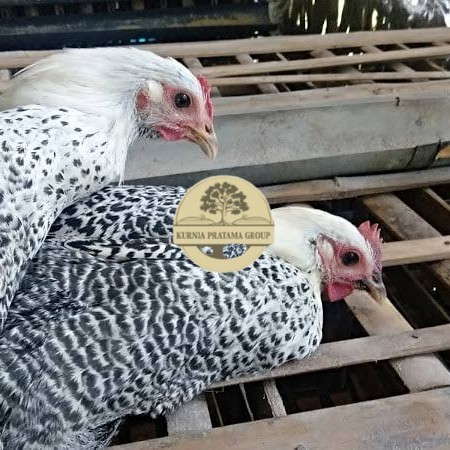 

Telur ayam arab / telur ayam hias / telur fertil siap kirim KURNIA PRATAMA GROUP