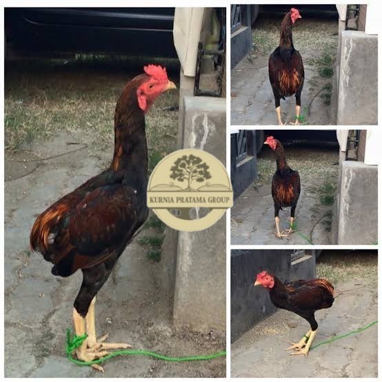 

Telur ayam tukung / telur ayam hias / telur fertil untuk ditetaskan KURNIA PRATAMA GROUP