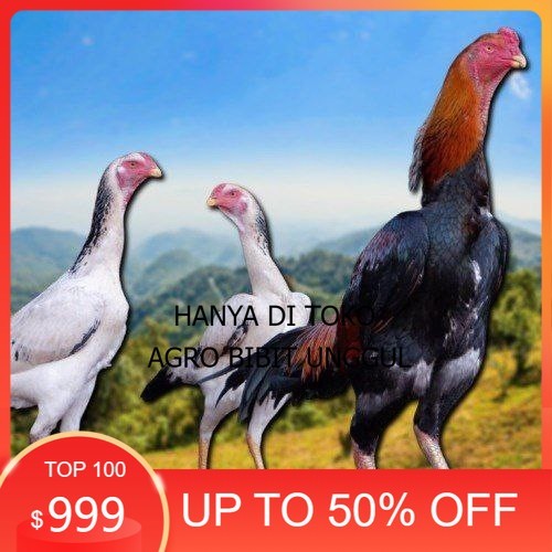 

telur fertil ayam shamo japan agro.bibit.unggul