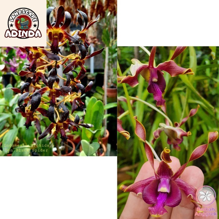 [BISA BAYAR DI TEMPAT] Anggrek Dendrobium Kriting Silangan Batang Hitam Kondisi Dewasa - BlackSpXRSS