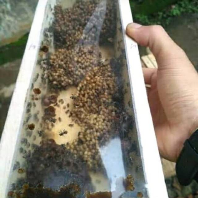 Sahabatalam  BIBIT TRIGONA / TEWEL/KOLONI