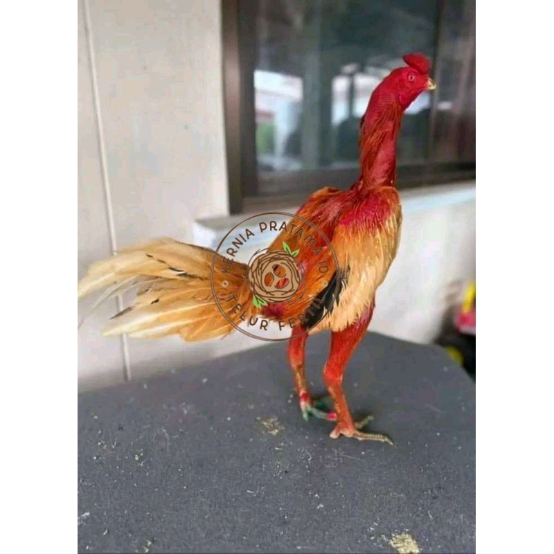 

TELUR FERTIL PLUCKER ORIGINAL KURNIA PRATAMA ID