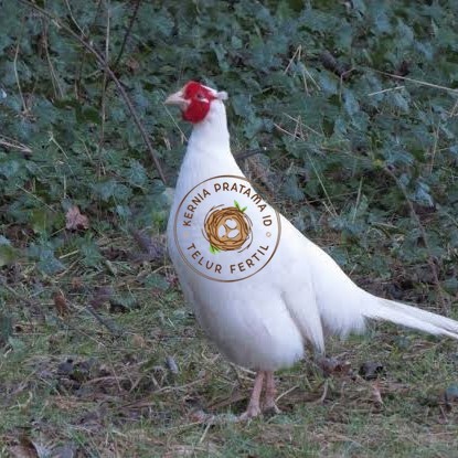 

Telur ayam hias ringneck white pheasant fertil untuk ditetaskan KURNIA PRATAMA ID