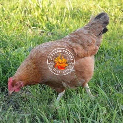 

Telur ayam elba / telur ayam hias / telur ayam fertil siap cod UD KURNIA PRATAMA