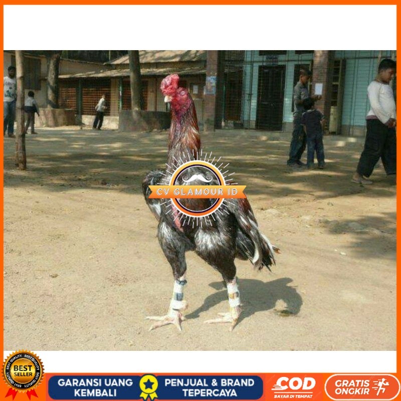 

TELUR AYAM GORDZILLA BIG JUMBO UNTUK DI TETASKAN CV GLAMOUR ID