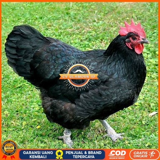 

Telur ayam black australorp fertil asli siap ditetaskan CV GLAMOUR ID