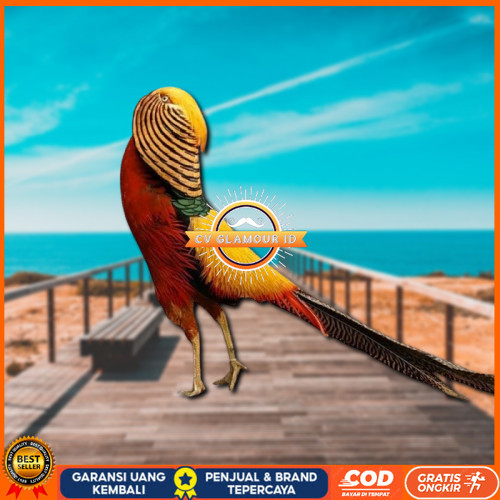 

telur ayam golden pheasant asli bisa untuk di tetaskan CV GLAMOUR ID