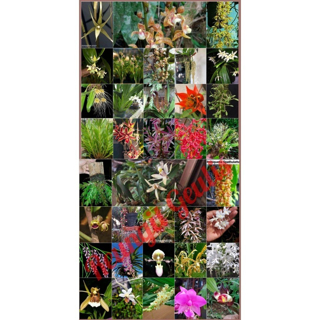 

Ready stok New Paket JUMBO Anggrek spesies lengkap 35 jenis