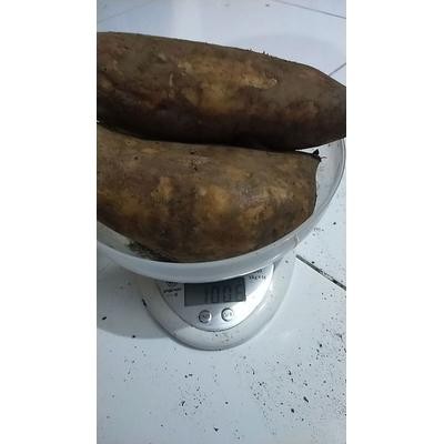 

UMBI YAKON/YACON ASLI WONOSOBO READY STOCK !! - 1kg