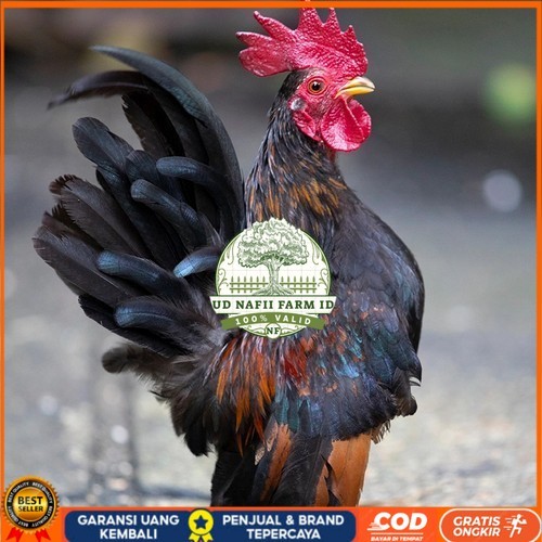 

Telur ayam serama kate lokal telur ayam hias telur fertil siap cod UD NAFII FARM ID