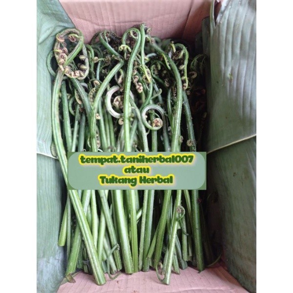 

ready stok pakis sayur super unggulan baru di petik 500gram fress