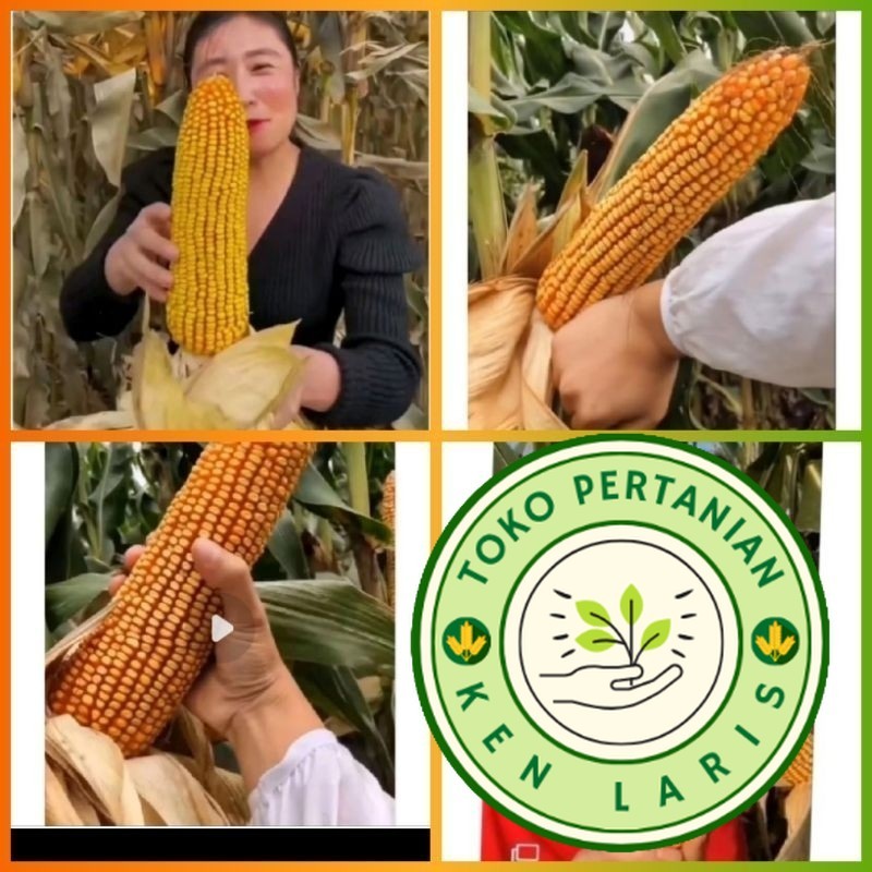 5 biji Benih JAGUNG RAKSASA IMPOR JEPANG Jagung jumbo