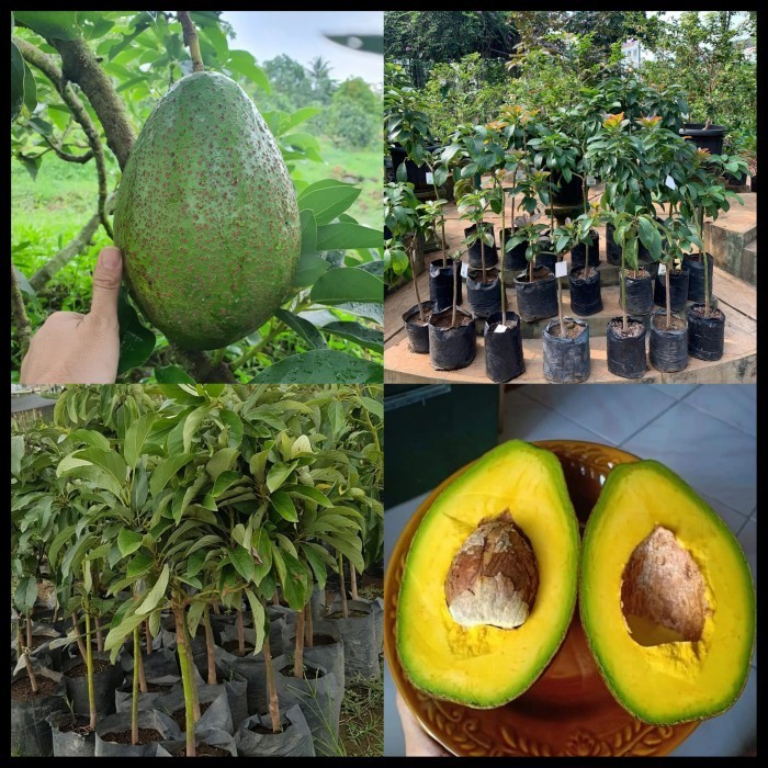 COD bibit alpukat yamagata tinggi 1 meter batang besar siap berbuah Kualitas Unggul Terlaris