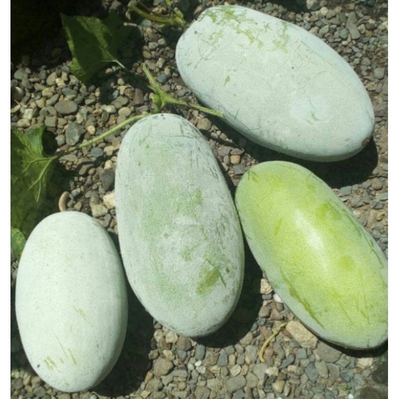 

buah bligo/kundur segar baru petik 1 buah