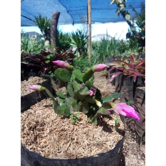 

tanaman hias Bunga kaktus kepiting/wijaya kusuma