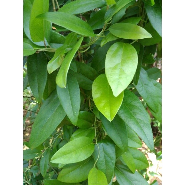 

Daun Cincau hijau non bulu/ Daun cincau jelly, Herbal Organik segar fresh 100 Lembar