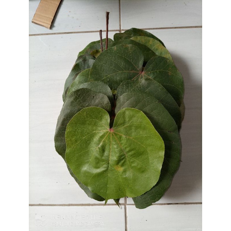 

Gelaskosong11 Daun waru pres segar di petik langsung 1kg SA