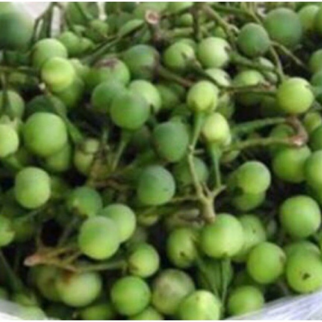 

Buah cepokak takokak 500 gram