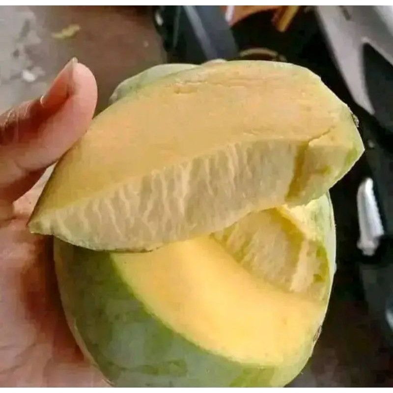 

READY mangga indramayu mengkel tua dan muda harga 1kg