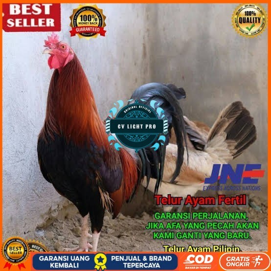 

Telur ayam hias pilipin fertil siap ditetaskan Langsung CV LIGHT PRO