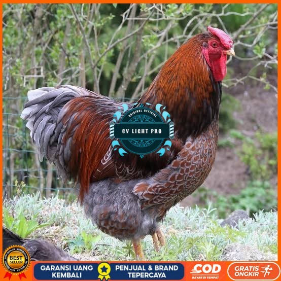 

Telur ayam bantam chocin / telur ayam hias / telur fertil siap kirim CV LIGHT PRO