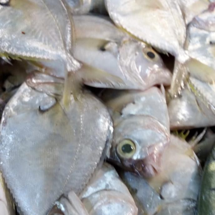 

Ikan Kepetek 1 kg
