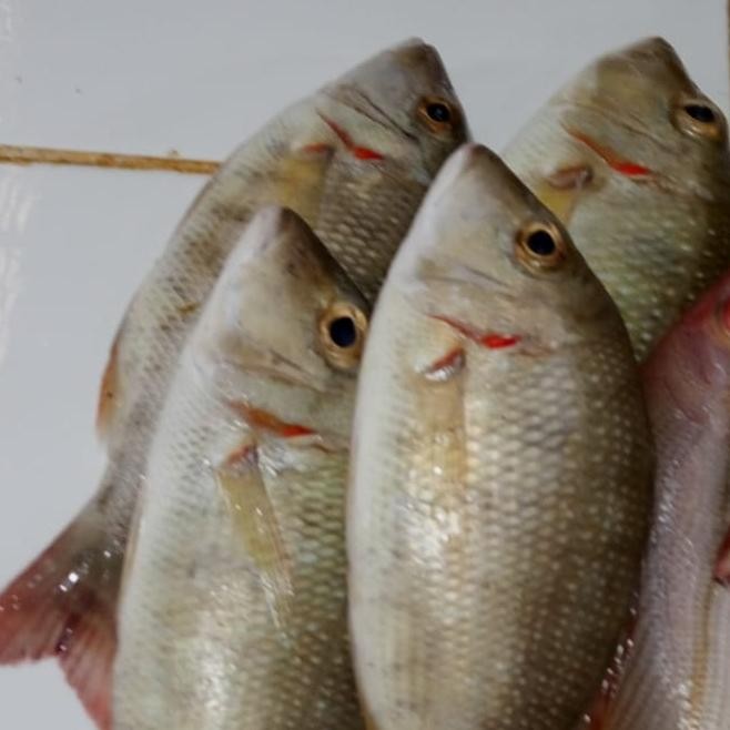 

Ikan Lencam 1 kg
