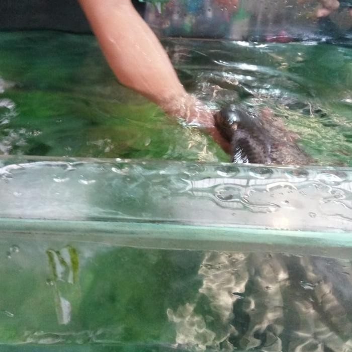 

Ikan Bawal Air Tawar 1 kg