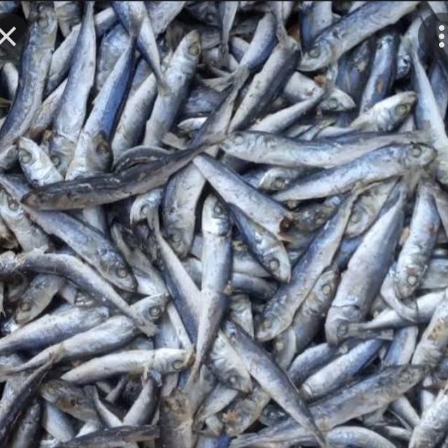 

Ikan Layang Rebus 250gr