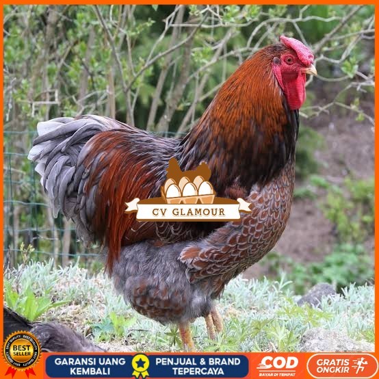 

Telur ayam bantam chocin / telur ayam hias / telur fertil siap kirim CV GLAMOUR
