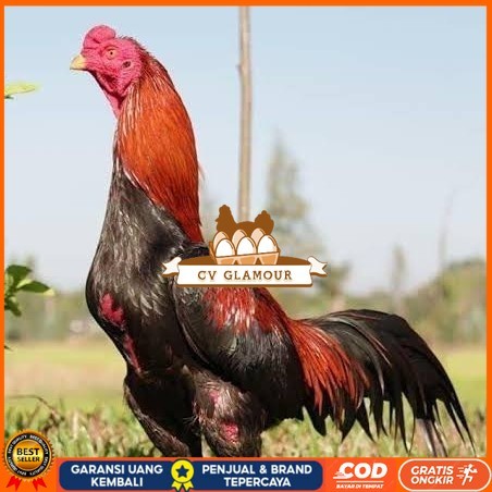 

Telur ayam bangkok super petarung aduan fertil siap ditetaskan CV GLAMOUR