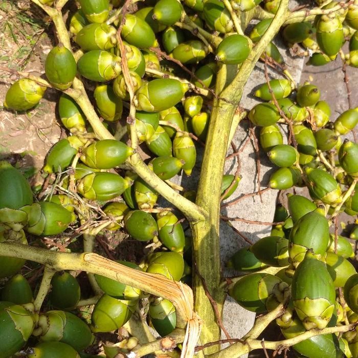 

Ready stok buah pinang ceming Buah Jambe Muda Pinang herbal