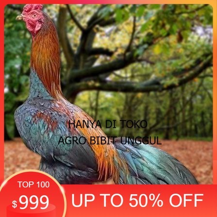 

Telur Ayam Pakhoy Trah Maneedaeng Vertil Siap Di Tetaskan Jaminan Super Oiginal Bergaransi agro.bibit.unggul