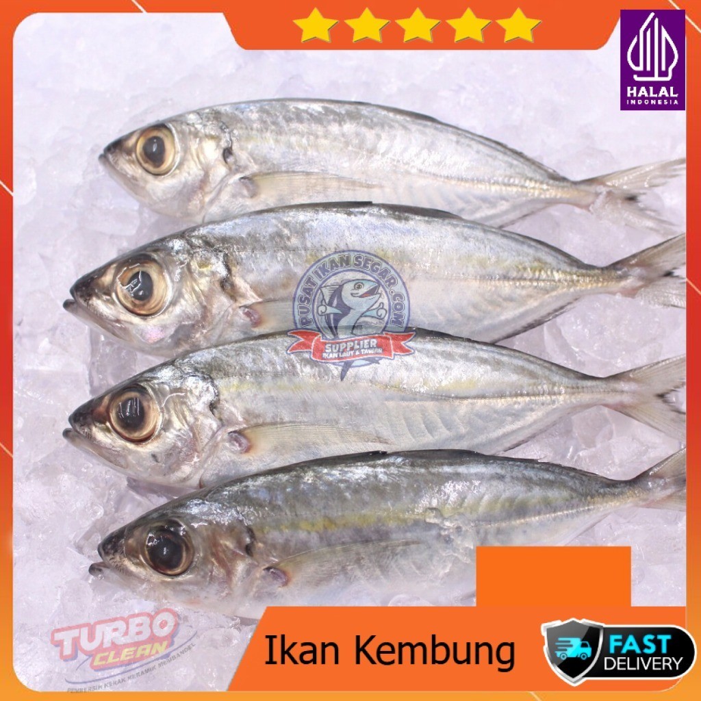 

IKAN KEMBUNG 1KG FRESH FROZEN DIBERSIHKAN FAST DELIVERY