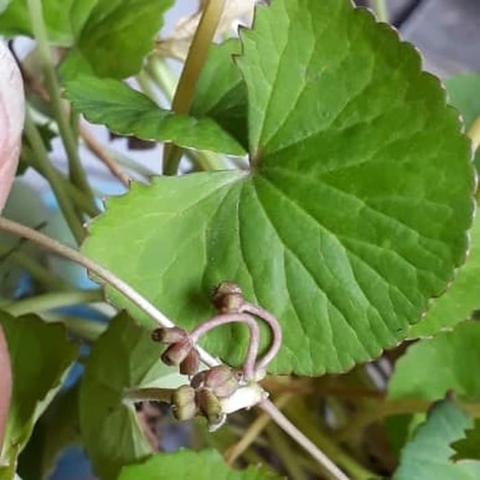 

Sahabatalam Terlaris Daun Antanan segar daun pegagan 250 gr terbaik Terbaik Terlaris Termurah Premium