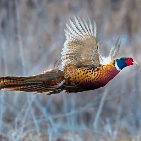 

Telur ayam ringneck pheasant green / telur ayam hias fertil siap cod KURNIA PRATAMA ID